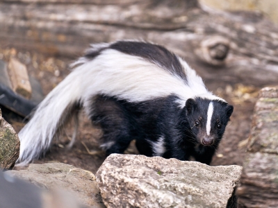 Gestreept stinkdier - De Zonnegloed - Dierenpark - Dieren opvangcentrum - Sanctuary
